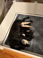 Female Black 1, a female Labrador Retriever for sale in Waxhaw, NC – 10 of 10