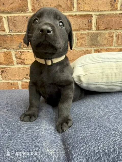 Female- Black (Beige Collar) – Labrador Retriever puppy for sale in Waxhaw, NC