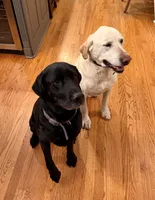Female - Yellow 3, a female Labrador Retriever for sale in Waxhaw, NC – 5 of 10