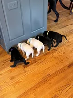 Female Black 1, a female Labrador Retriever for sale in Waxhaw, NC – 2 of 10
