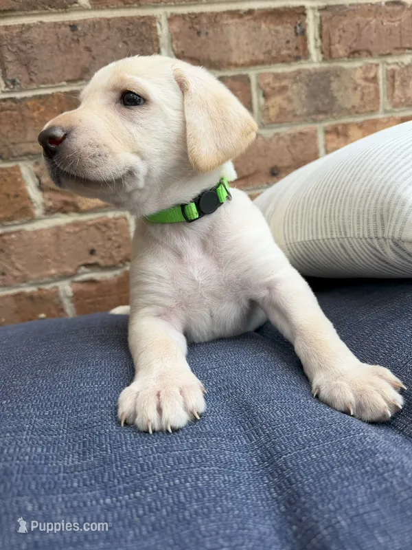 Female - Yellow (Lime Green Collar)  – Labrador Retriever puppy for sale in Waxhaw, NC
