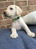 Female - Yellow (Lime Green Collar) , a female Labrador Retriever for sale in Waxhaw, NC – 1 of 10