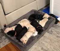 Female- Black 2, a female Labrador Retriever for sale in Waxhaw, NC – 1 of 9