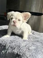 Bernie Mack, a male French Bulldog for sale in Lancaster, CA – 4 of 4