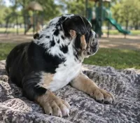 Juice, a male English Bulldog for sale in Lancaster, CA – 2 of 3