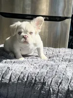 Bernie Mack, a male French Bulldog for sale in Lancaster, CA – 3 of 4