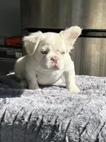 Bernie Mack, a male French Bulldog for sale in Lancaster, CA – 2 of 4