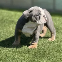 Calvin, a male English Bulldog for sale in Lancaster, CA – 2 of 3