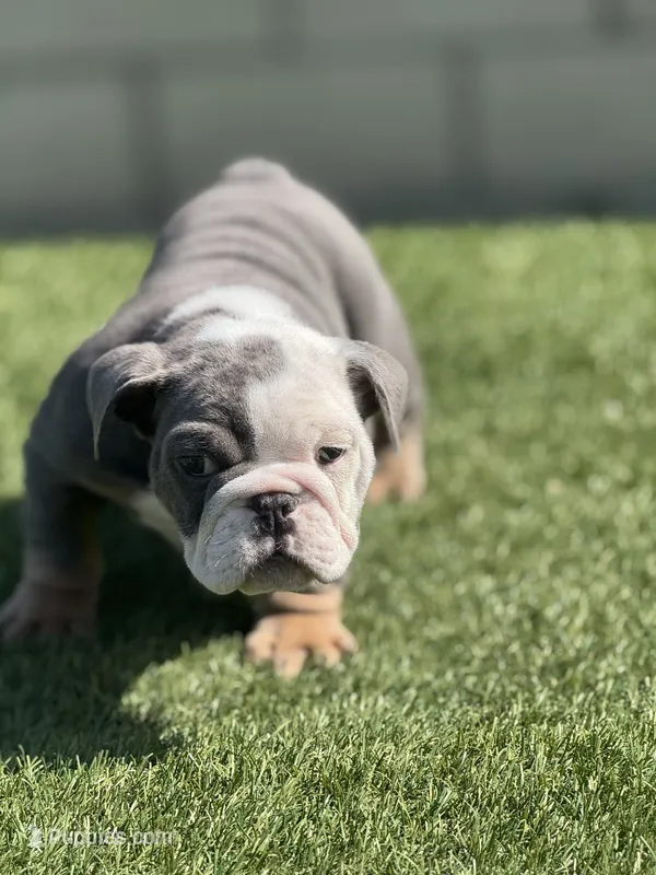 Calvin – English Bulldog puppy for sale in Lancaster, CA