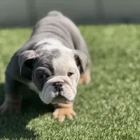 Calvin, a male English Bulldog for sale in Lancaster, CA – 1 of 3