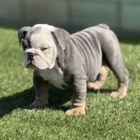 Calvin, a male English Bulldog for sale in Lancaster, CA – 3 of 3