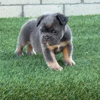 Trey, a male English Bulldog for sale in Lancaster, CA – 3 of 3