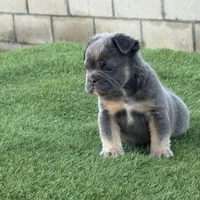 Trey, a male English Bulldog for sale in Lancaster, CA – 2 of 3