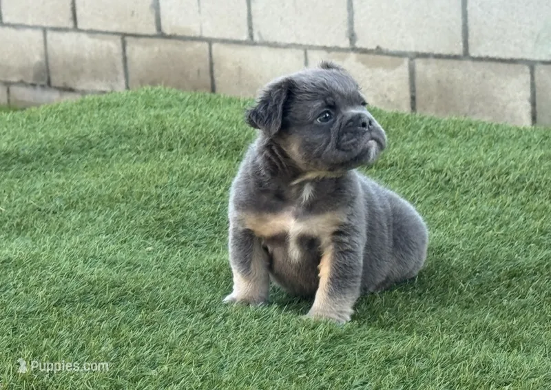 Trey – English Bulldog puppy for sale in Lancaster, CA