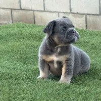Trey, a male English Bulldog for sale in Lancaster, CA – 1 of 3