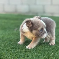 Tanya, a female English Bulldog for sale in Lancaster, CA – 2 of 2