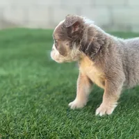 Tanya, a female English Bulldog for sale in Lancaster, CA – 1 of 2