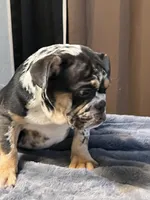 Juice, a male English Bulldog for sale in Lancaster, CA – 5 of 6