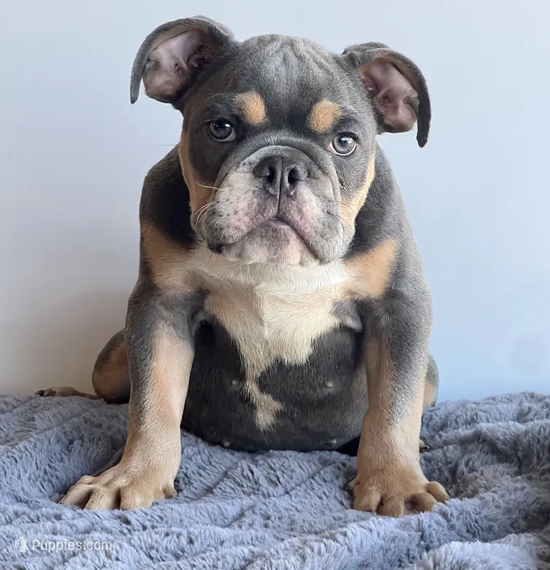 Breeze – English Bulldog puppy for sale in Lancaster, CA