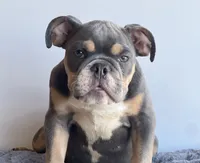Breeze, a male English Bulldog for sale in Lancaster, CA – 4 of 6