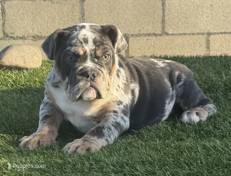 Jamie – English Bulldog puppy for sale in Lancaster, CA