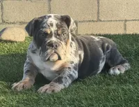 Jamie, a female English Bulldog for sale in Lancaster, CA – 1 of 1