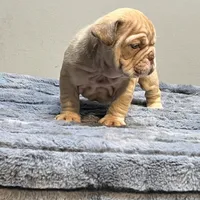 Cup cake, a female English Bulldog for sale in Lancaster, CA – 5 of 5
