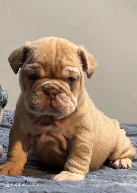 Cup cake – English Bulldog puppy for sale in Lancaster, CA