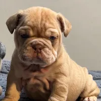Cup cake, a female English Bulldog for sale in Lancaster, CA – 1 of 5