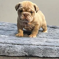Cup cake, a female English Bulldog for sale in Lancaster, CA – 4 of 5