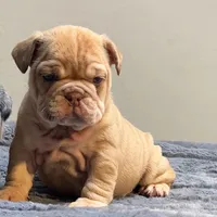 Cup cake, a female English Bulldog for sale in Lancaster, CA – 2 of 5