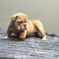 Cup cake, a female English Bulldog for sale in Lancaster, CA – 3 of 5