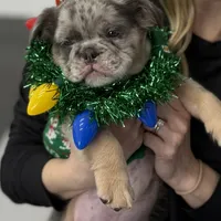 Little fluff, a male English Bulldog for sale in Lancaster, CA – 5 of 6