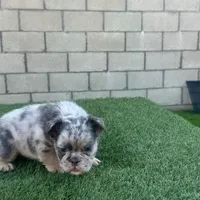 Little fluff, a male English Bulldog for sale in Lancaster, CA – 3 of 6