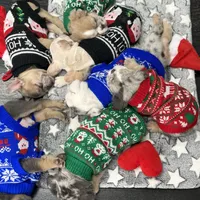Little fluff, a male English Bulldog for sale in Lancaster, CA – 4 of 6