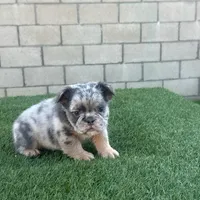 Little fluff, a male English Bulldog for sale in Lancaster, CA – 2 of 6