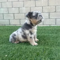 Little fluff, a male English Bulldog for sale in Lancaster, CA – 1 of 6