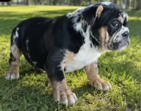 Juice, a male English Bulldog for sale in Lancaster, CA – 3 of 3