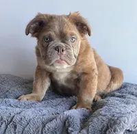 Sassy, a female English Bulldog for sale in Lancaster, CA – 4 of 6