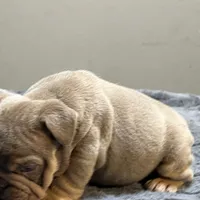 Juice, a male English Bulldog for sale in Lancaster, CA – 4 of 5