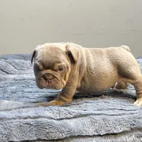 Juice, a male English Bulldog for sale in Lancaster, CA – 5 of 5