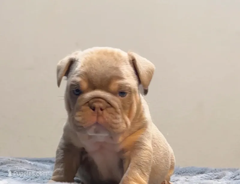 Juice – English Bulldog puppy for sale in Lancaster, CA