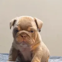 Juice, a male English Bulldog for sale in Lancaster, CA – 1 of 5