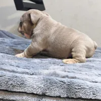 Juice, a male English Bulldog for sale in Lancaster, CA – 3 of 5