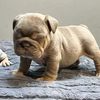 Juice, a male English Bulldog for sale in Lancaster, CA – 2 of 5