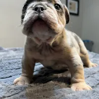 Bernie, a male English Bulldog for sale in Lancaster, CA – 4 of 4