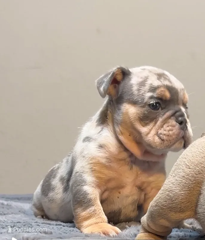 Bernie – English Bulldog puppy for sale in Lancaster, CA