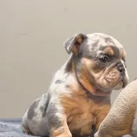 Bernie, a male English Bulldog for sale in Lancaster, CA – 1 of 4