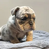 Bernie, a male English Bulldog for sale in Lancaster, CA – 3 of 4