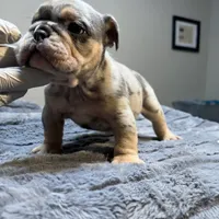 Bernie, a male English Bulldog for sale in Lancaster, CA – 2 of 4